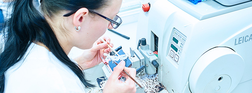 Schnellschnittdiagnostik Pathologie